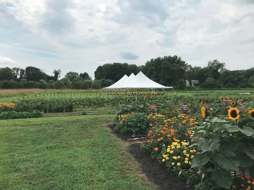 field of flowers with party tent in distance
